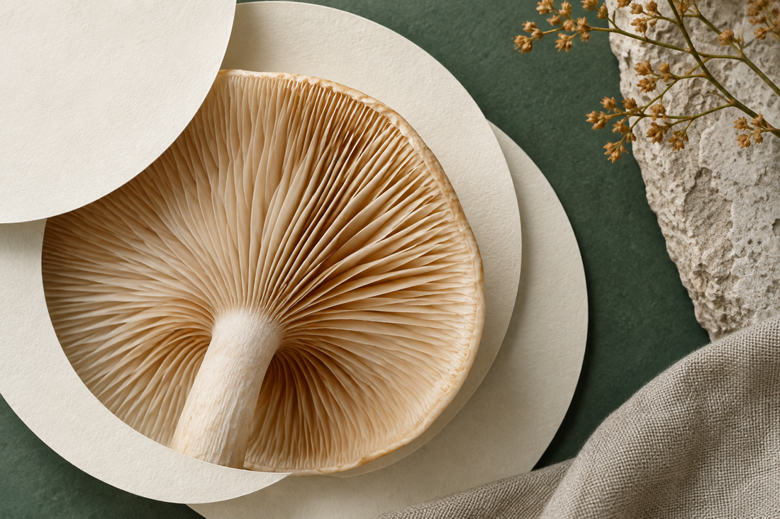 Macro study of mushroom gills with layered ivory paper circles and a sage green background